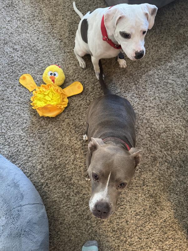 Zeus and Winter wondering why I stopped their search