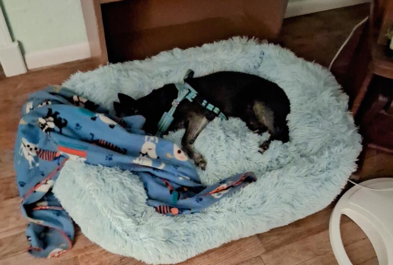 Big snores for a little fella!