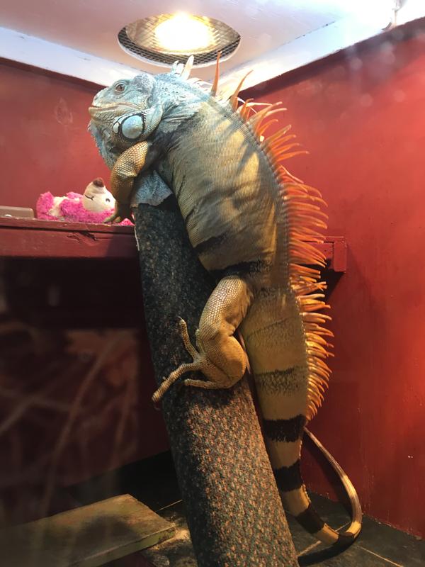 Still growing just to let you know he requires special fluorescent lamps and have to be replaced yearly