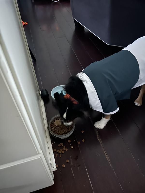 Enjoying his dry and wet dog food that just arrived . Thank you Chewy