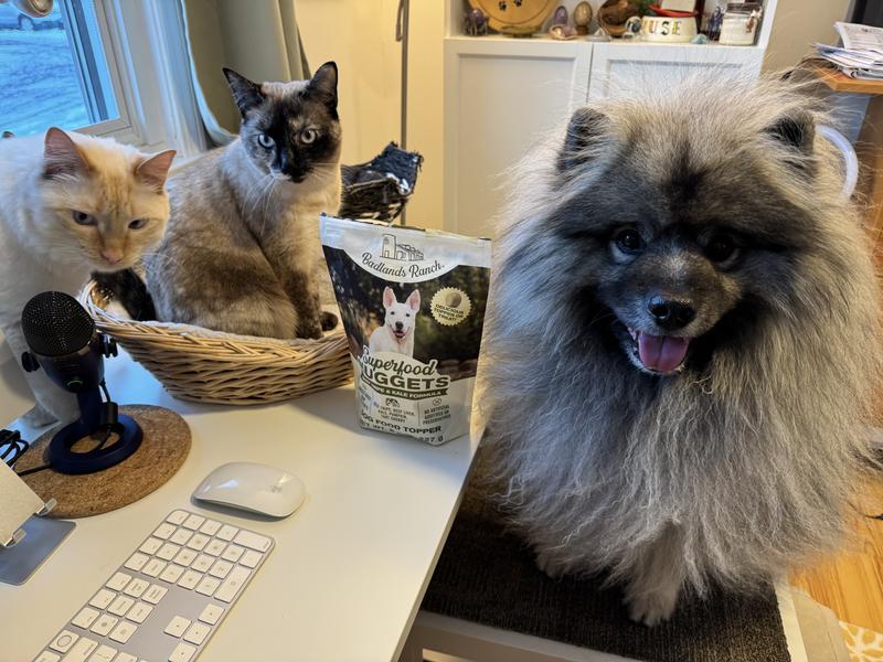 Finnegan, Minnie and Yogi Bear love Badlands Ranch Superfood Nuggests