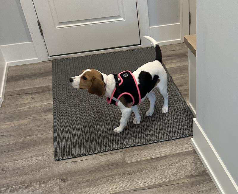 Daisy, my healthy Beagle pup!