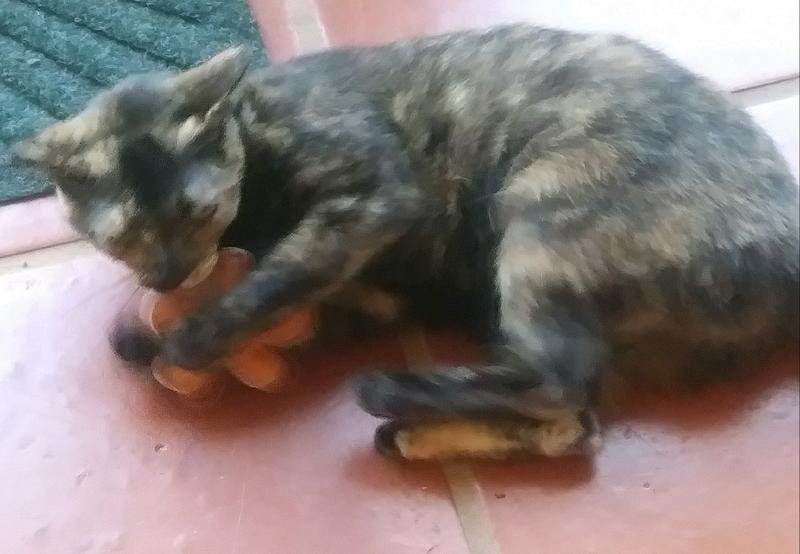 Mimi hugging her new gingerbread catnip toy