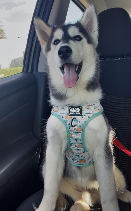 We LOVE our new harness!