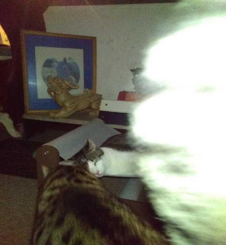 Then Popeye ready to fight for it