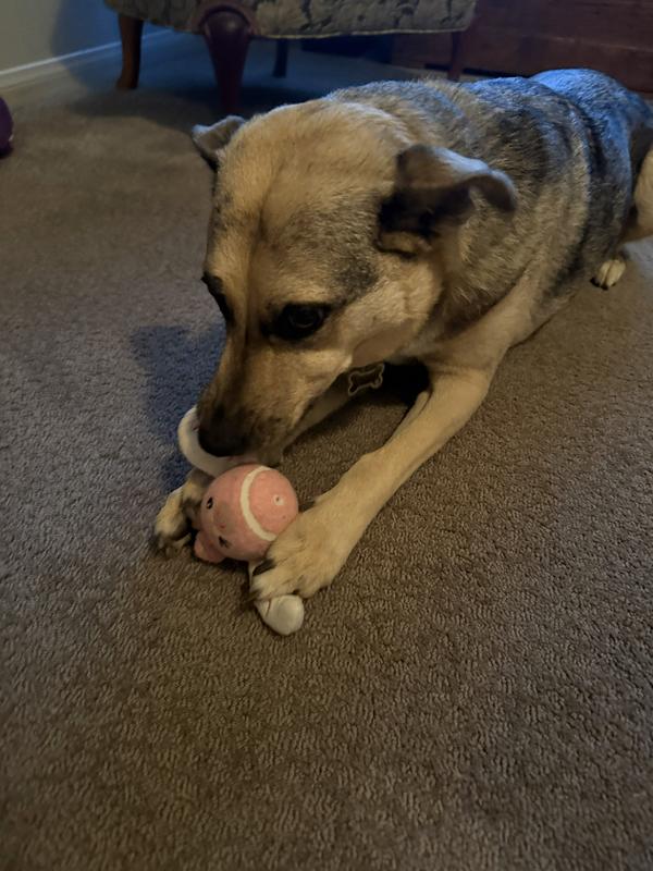 All this tugging and chewing and it's still holding up perfectly!