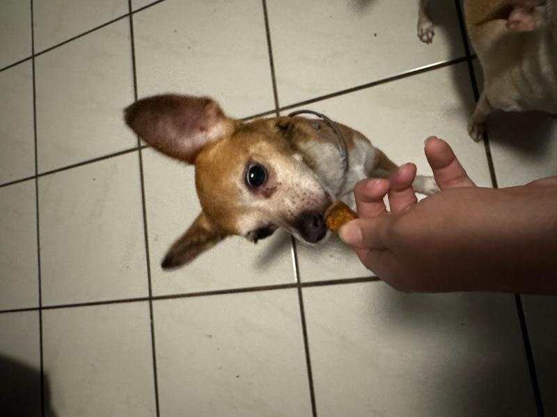 Treat or Supplement?