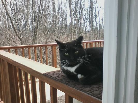 Baby my amazing stray/feral who helped me understand these misunderstood cats.