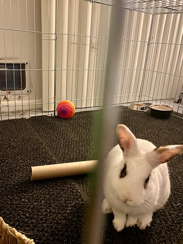 He is so happy, he immediately started playing and jumping around