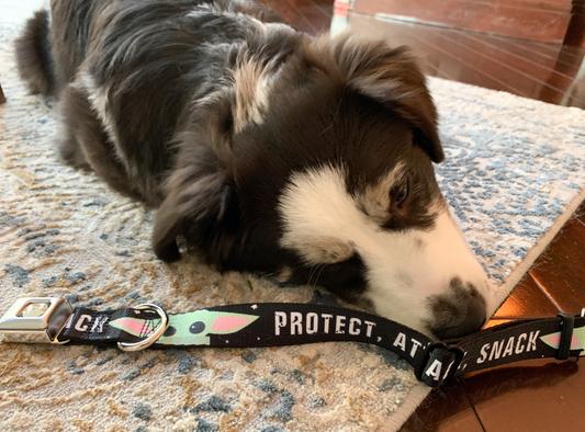 Kuma likes his new collar