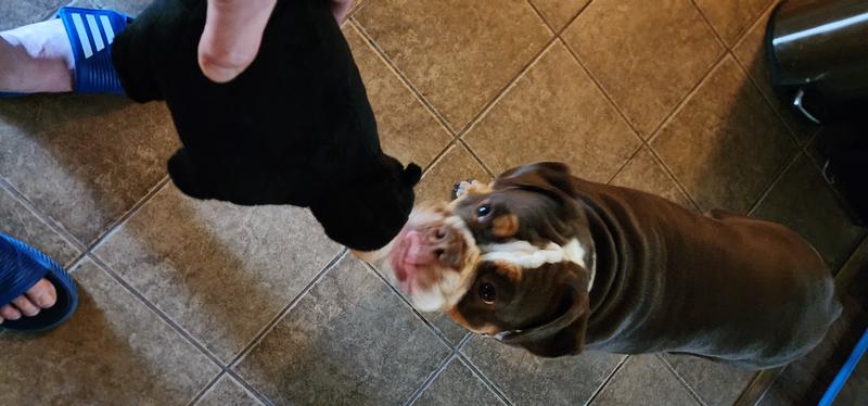 Maddy excited for her new toy.