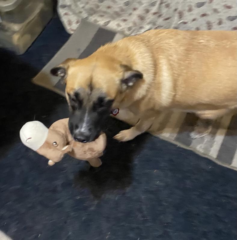 Willow with her camel