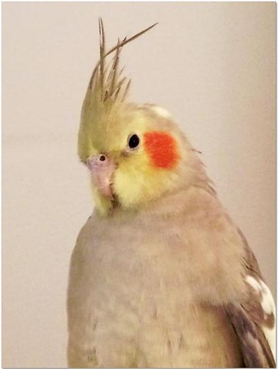 Blondie - bad hair day!