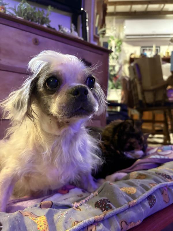 After using the dentangler