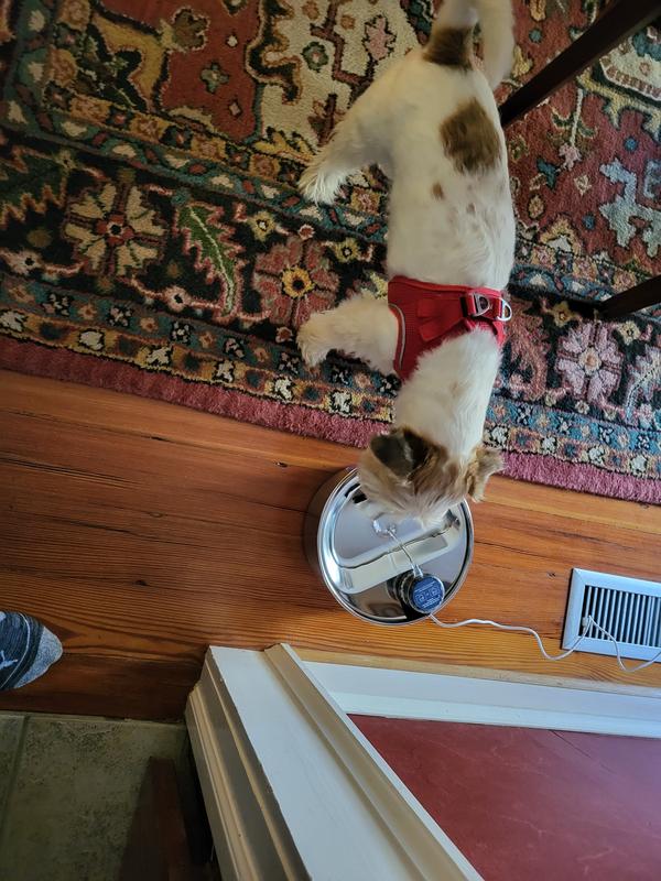 My little pet sitting baby loved it