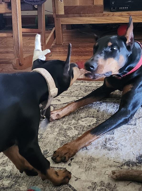 Playing Tug with their squeaky Forest Friend!