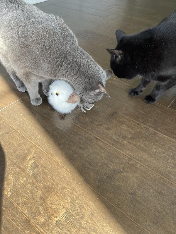 Getting some play time started!