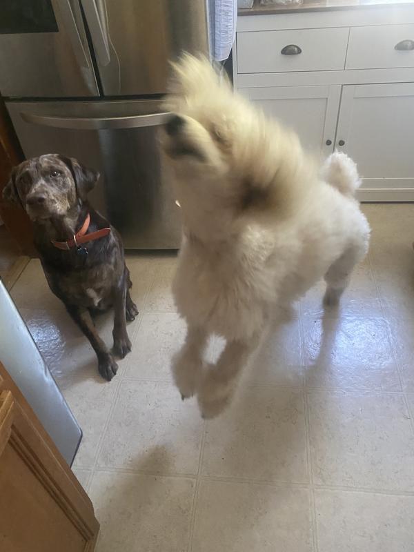 Dolly jumping with delight for this food :)