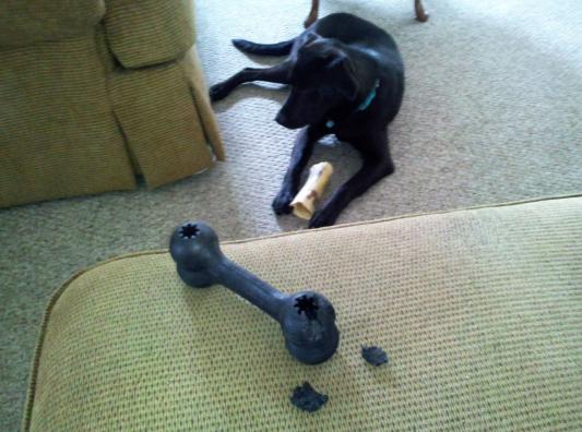 Theo "The Chomper" with his first KONG Bone.