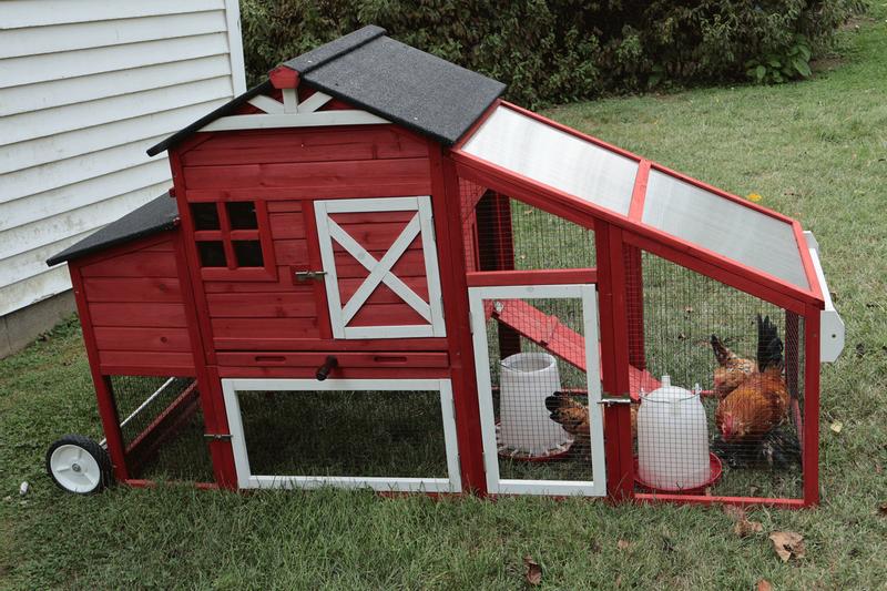 coop assembled, 3 bantams, feed and water containers