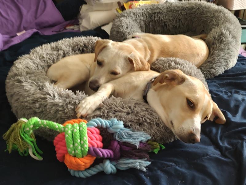 FRISCO Eyelash Cat & Dog Bolster Bed, Large, Silver