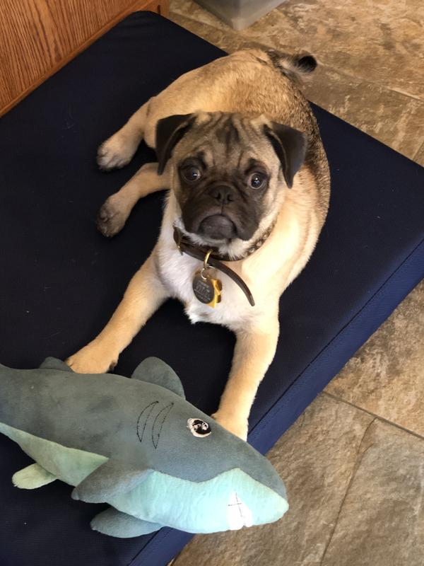 Cody all clean again