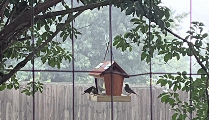 Happy birds happy house