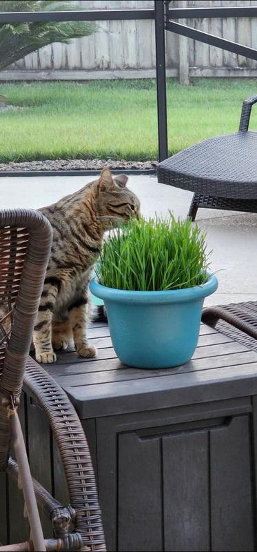 Chewy hotsell cat grass