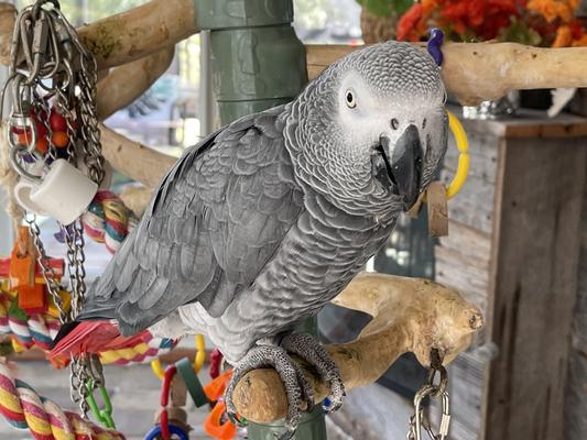 Bob Hope, Our 28 year African gray parrot