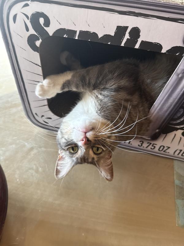 The kitties love it.