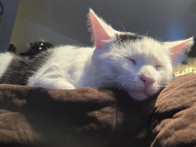 Full belly happy cat