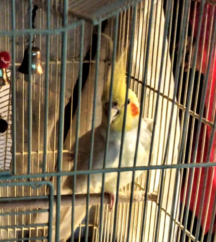 Mister Bawldie.... Says Pretty Birdie then blows Kisses. Was already old when pawned off on us many years ago. We fault.