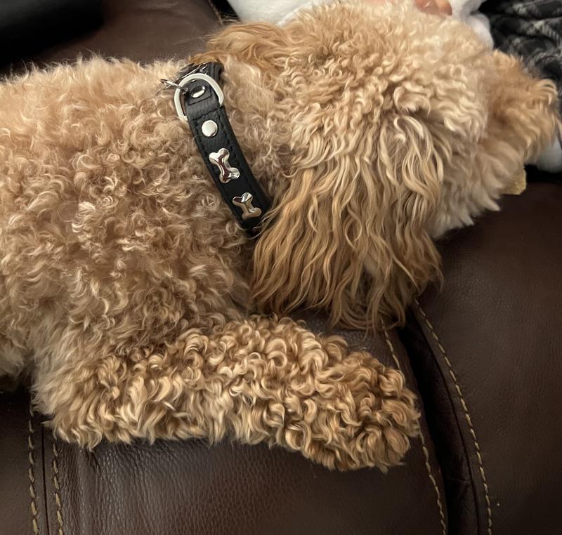 Love this Collar!!!!