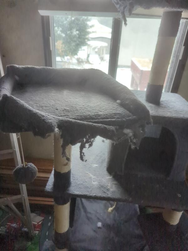 cat tore up less then a week