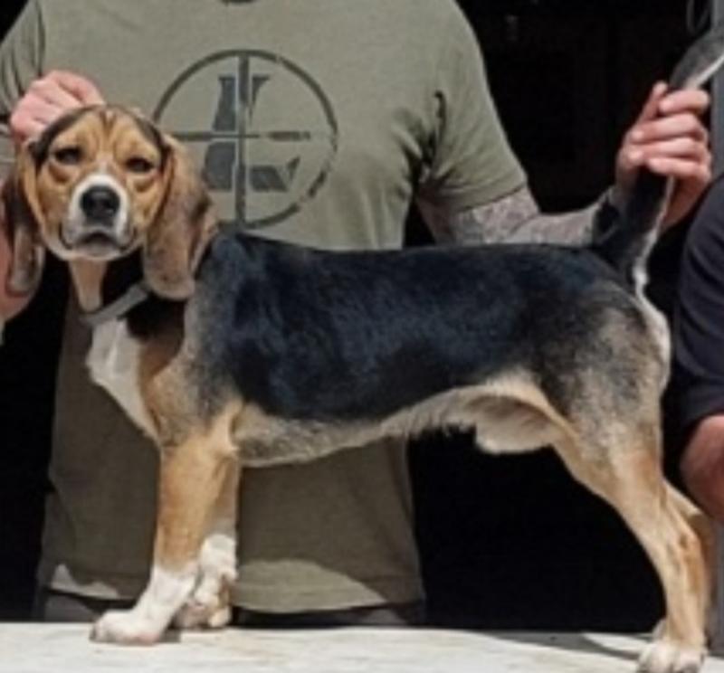 Out of Stock DIAMOND HiEnergy Sporting Dog Formula Dry Dog Food, 50