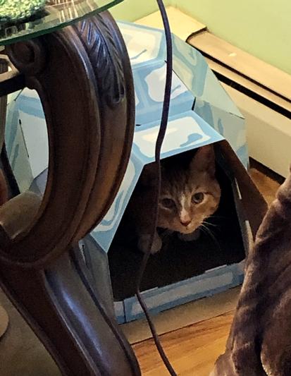 Tiger in his igloo