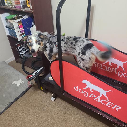 Dog 2024 treadmill reviews