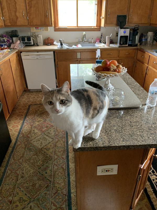 No more mist from Misty