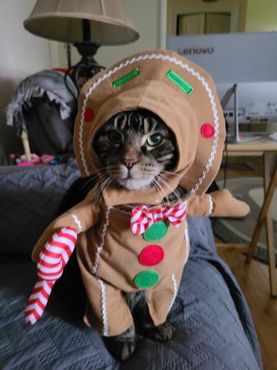 Shamu's new holiday costume