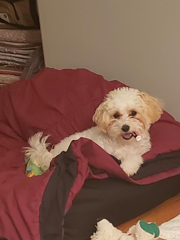 My sweet Dahvi girl found my chapstick, I need lots of chew chews to keep her and her sissy happy, busy, and out of trouble