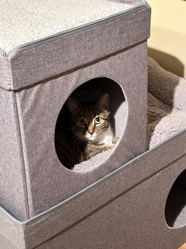 KITTY CITY Folding Cat Condo - Chewy.com