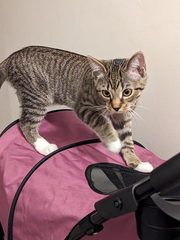 PET GEAR Happy Trails Lite NoZip Pet Stroller, Boysenberry