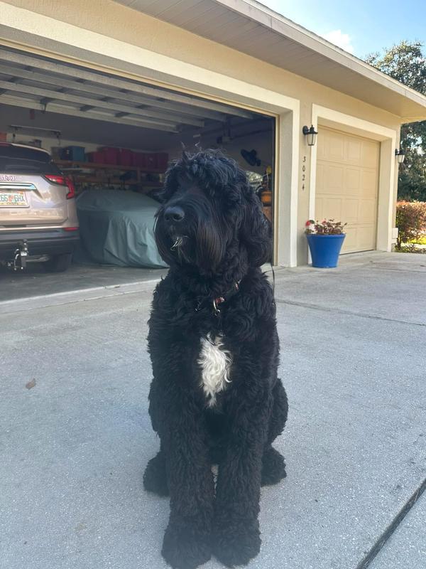 Surveillance of the kingdom