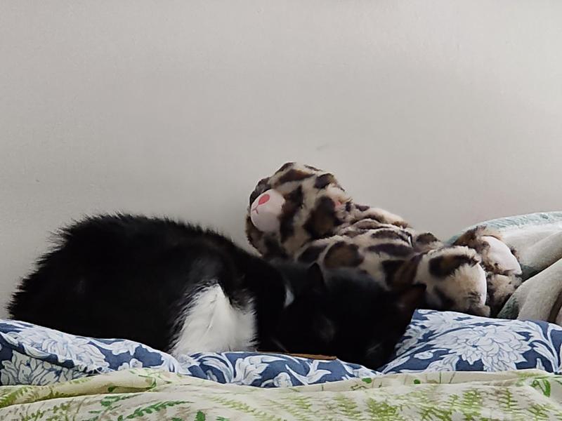 Sleepy Boy with his 'Pal'