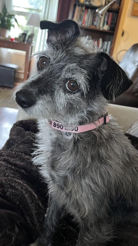 Our new girl Frida