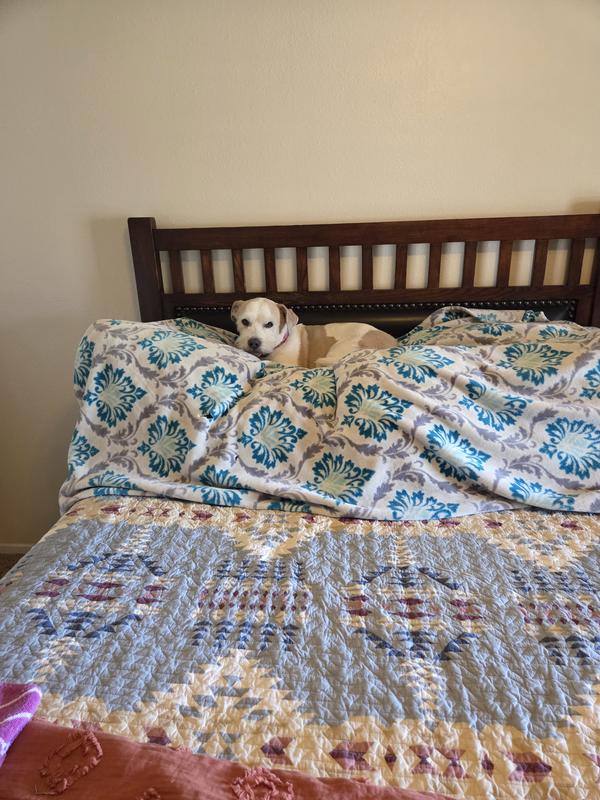 Easily jumping up on bed now