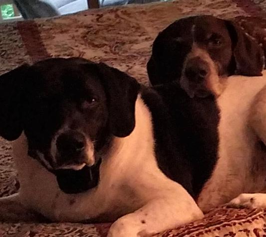 Emma & Buddy love Chewy!