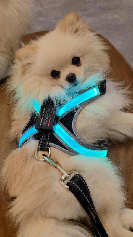 Love this harness!
