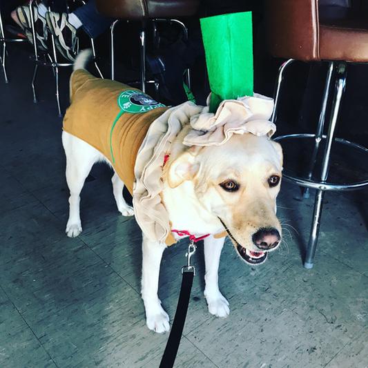 Discontinued RUBIE'S COSTUME COMPANY Iced Coffee Dog Costume, XLarge