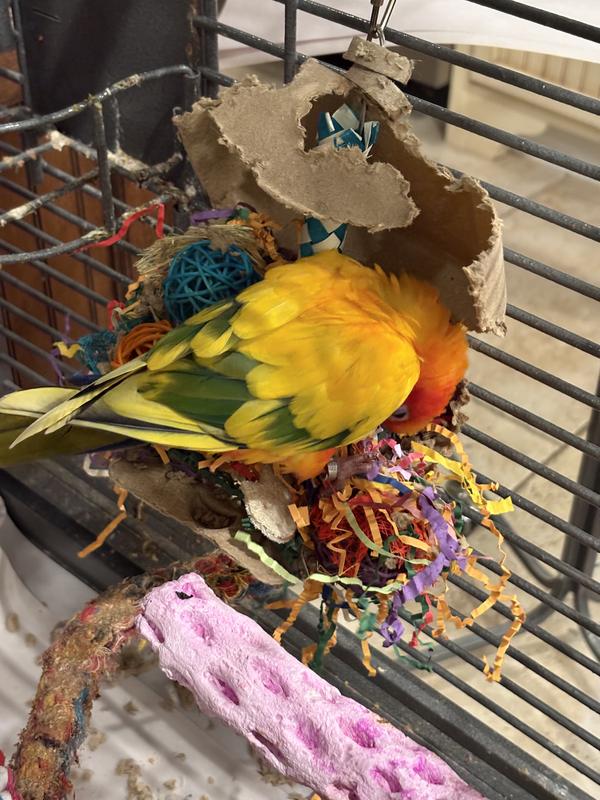 The in progress picture- He’s been enjoying his toy! There is no after pic because he’s lovingly destroyed all of it!